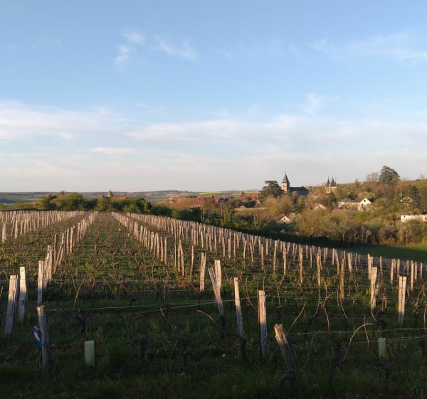 Boucle des Vignes à Gy - Gy - 1