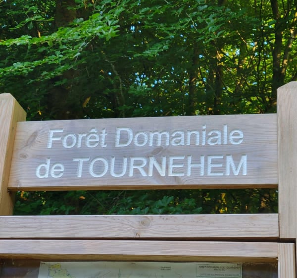 Promenade dans les bois de Tournehem - Tournehem-sur-la-Hem - 1