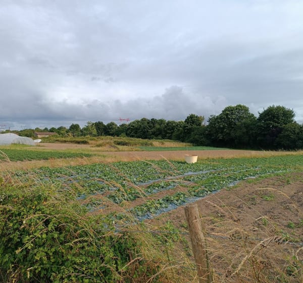 Petite boucle autour de la ferme de l'Epinette - Bouguenais - 1