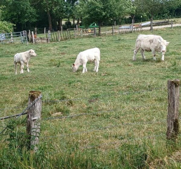 Petit tour en campagne - Braux-Saint-Remy - 1
