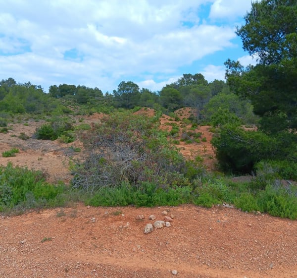 Sur le plateau de Castelnau - Castelnau-de-Guers - 1