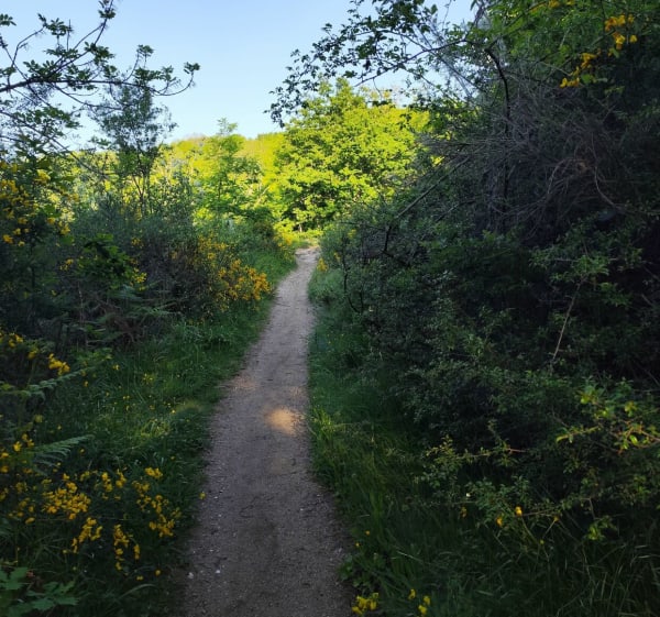 Rugissement des Pierres : chemin des Crêtes et voie romaine - Orcines - 1