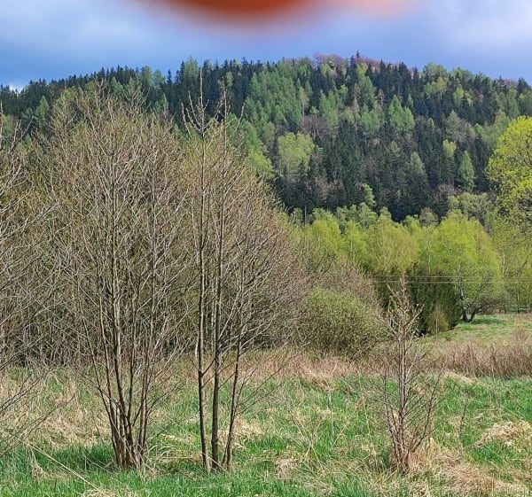 Zadzierna Bukówka - Miszkowice - 1