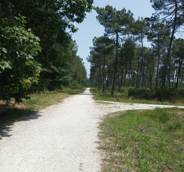 Tour en Forêt de Migelane - Martillac - 1