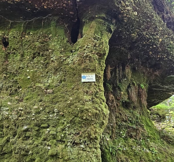 Sentier des Grands Sapins et les Verrières - Housseras - 1