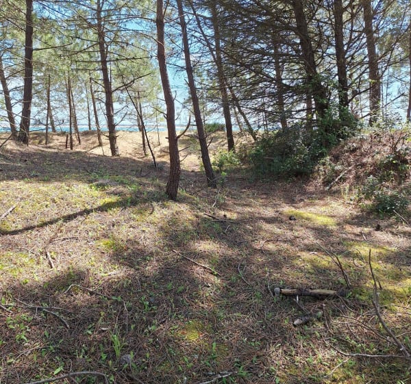 Boucle du Bois de Trousse Chemise et plage du Gros Jonc - Les Portes-en-Ré - 1