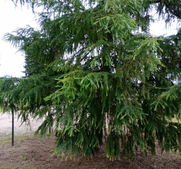 Pętelka z Kasztanowej - Wyszków - 1