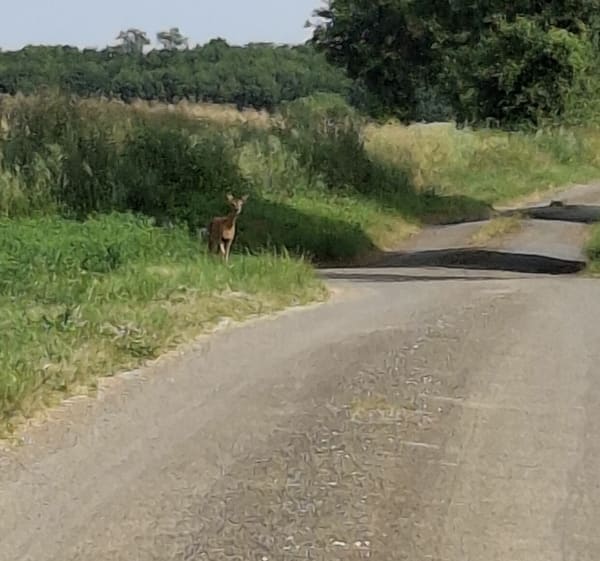 Beau parcours dans la nature autour de Villefagnan - Villefagnan - 1