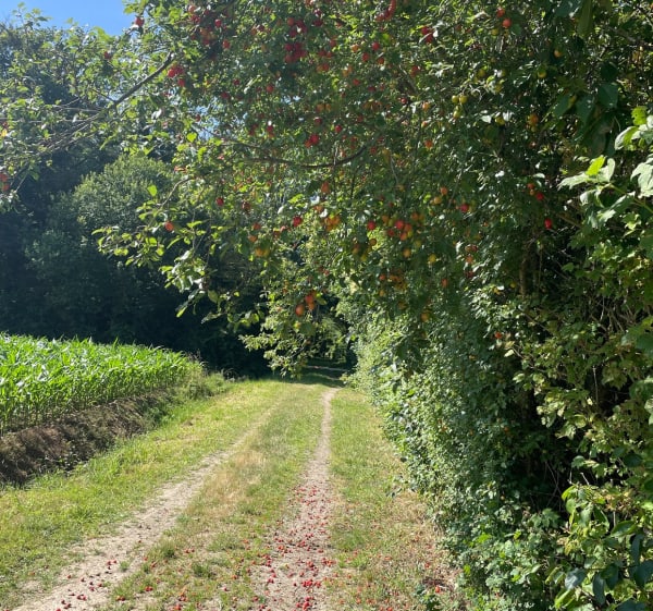 Chemin et patrimoine autour de la Bazoge - La Bazoge - 1