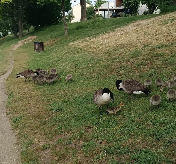 Sur les bords de Marne à Saint-Maur-des-Fossés - Saint-Maur-des-Fossés - 1