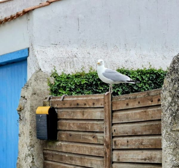 Noirmoutier, ces venelles et roses trémières - Noirmoutier-en-l'Île - 1