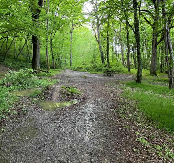 Boucle au Bois de Rieumes - Rieumes - 1