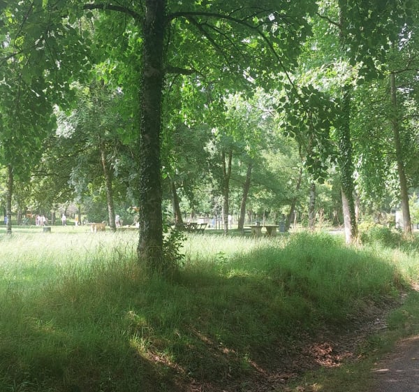Bois de St Pee - Oloron-Sainte-Marie - 1