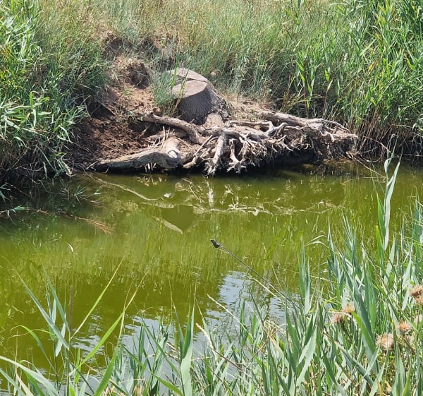 Etang de la Maïre - Sérignan - 1