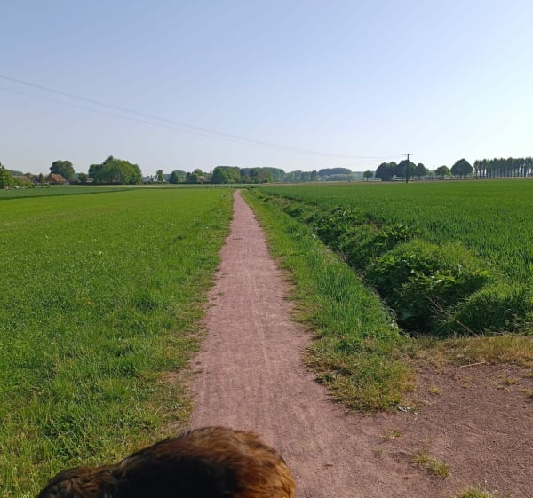 Marche à Norrent-Fontes - Norrent-Fontes - 1