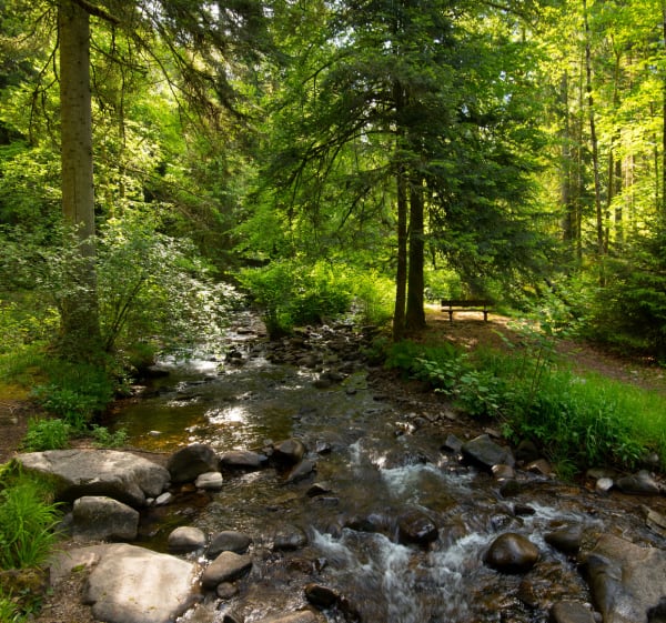 Boucle du Saut des Cuves par le Lac de Lispach et de Longemer - Gérardmer - 1