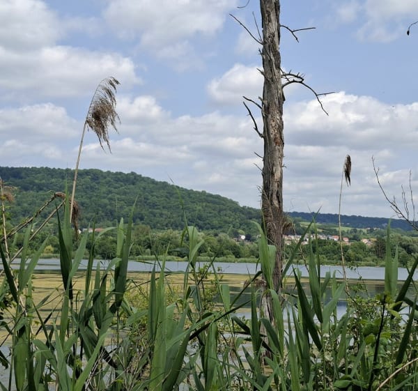 Pulligny-Maron avec passage par les bois - Pulligny - 1