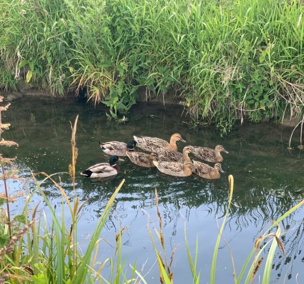 À la rencontre des cigognes à Janville - Janville - 1