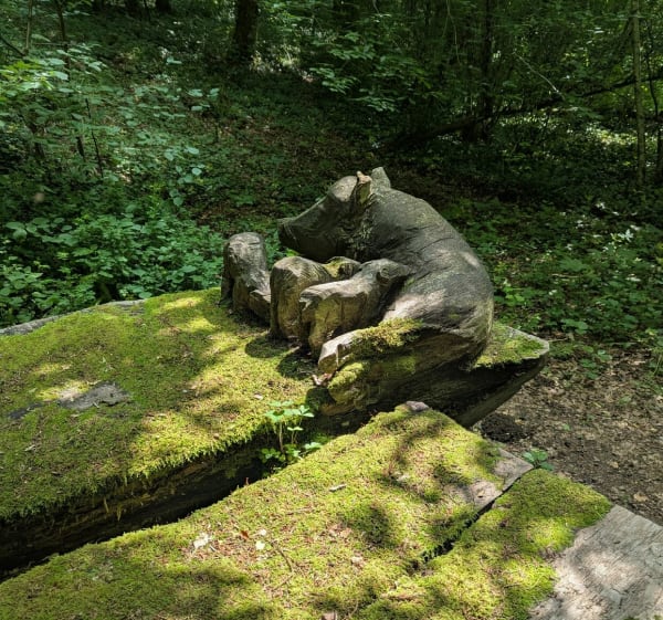 Forêt de Pierrefitte - Nicey-sur-Aire - 1