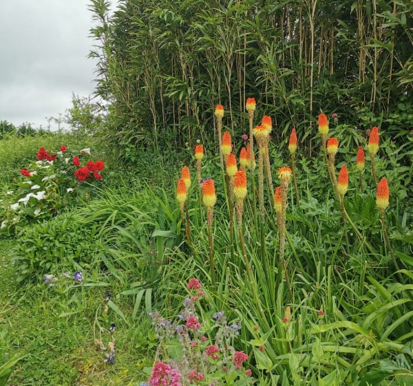 Petite boucle fleurie dans la baie de Plouharnel - Plouharnel - 1