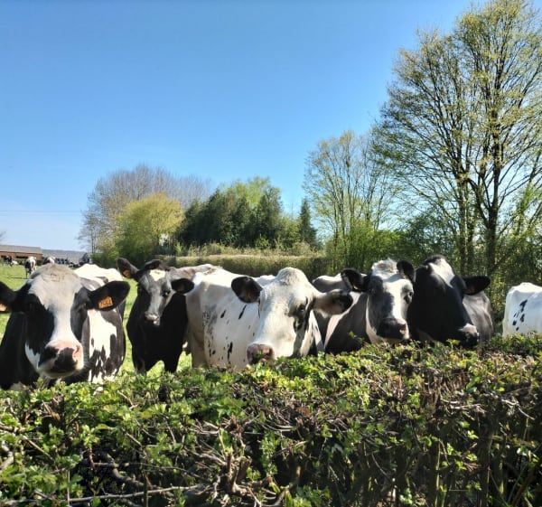 Village et bocage pien - Wignehies - 1