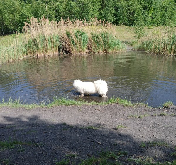 Terril Oignies - Oignies - 1
