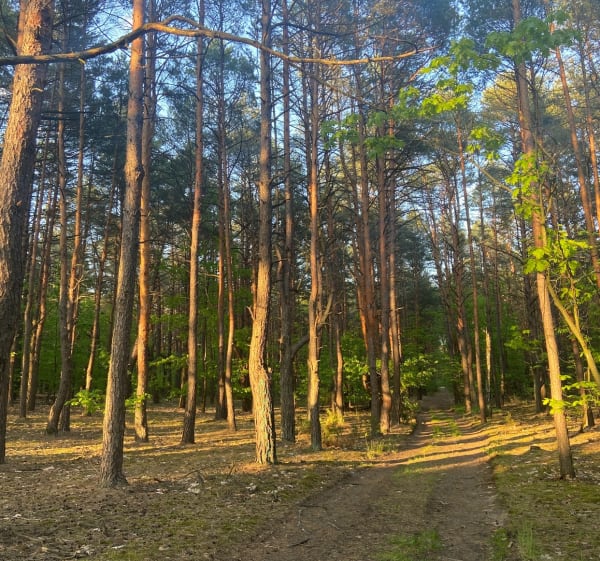 Pętla od Moniuszki, lasem i Żeromskiego - Sabina - 1