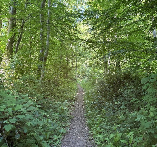 Balade en sous bois de Mormal - Locquignol - 1
