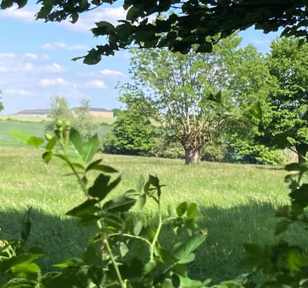 Entre champ et forêt à Ferrière-la-Grande - Ferrière-la-Grande - 1