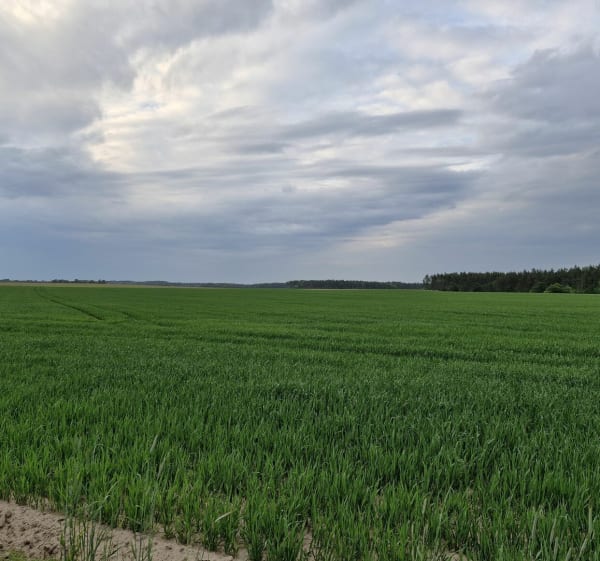 Nidzica Waszulki 8,5km - Adam - 1