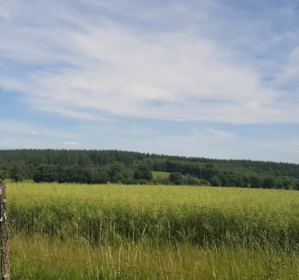 Forêt des Bertranges à vélo - Cornusse - 1