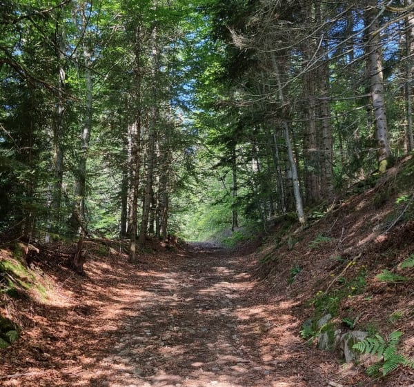 St Romain : le bonheur est dans les bois - Saint-Romain - 1