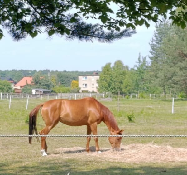 Daleko od szosy (Gostyń-Kobiór-Gostyń) - Gostyń - 1