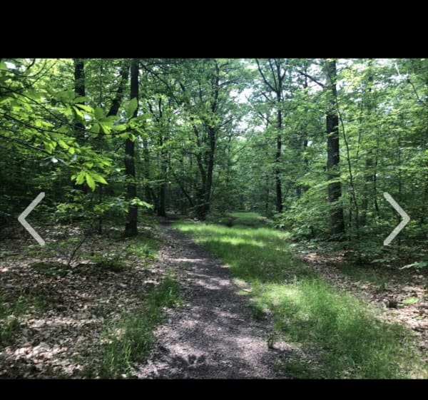 Randonnée dans les sous-bois entre Maule et Les Alluets-le-Roi - Maule - 1