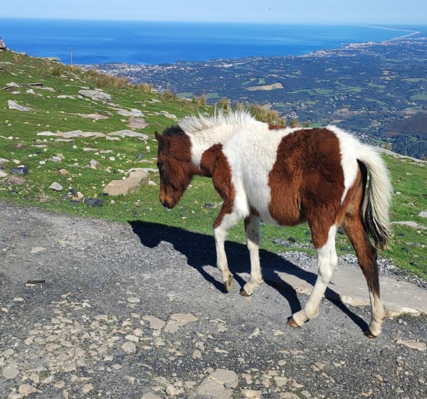 La Rhune depuis Ibardin - Bera - 1