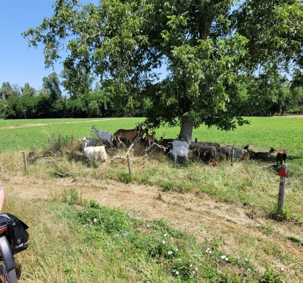 Autour de la Loire depuis Passy-les-Tours - Varennes-lès-Narcy - 1