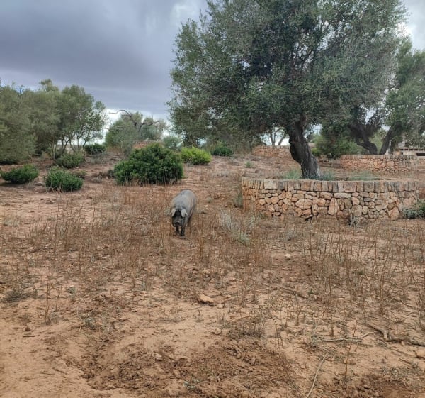Balade familiale à Majorque de la plage au Finca Son Real - Can Picafort - 1