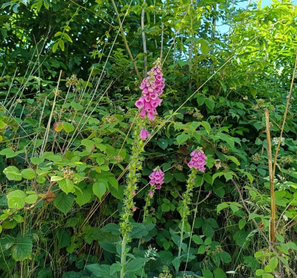 Dans la campagne de Jouy-sous-Thelle - Jouy-sous-Thelle - 1