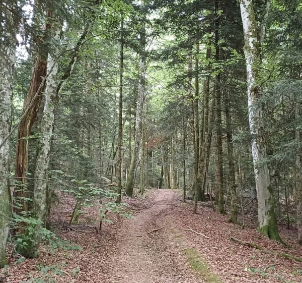 Evosges Resinand et Marchat - Évosges - 1
