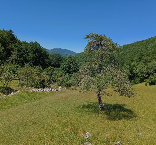 Vassieux-en-Vercors - la Roche du Mas - Vassieux-en-Vercors - 1