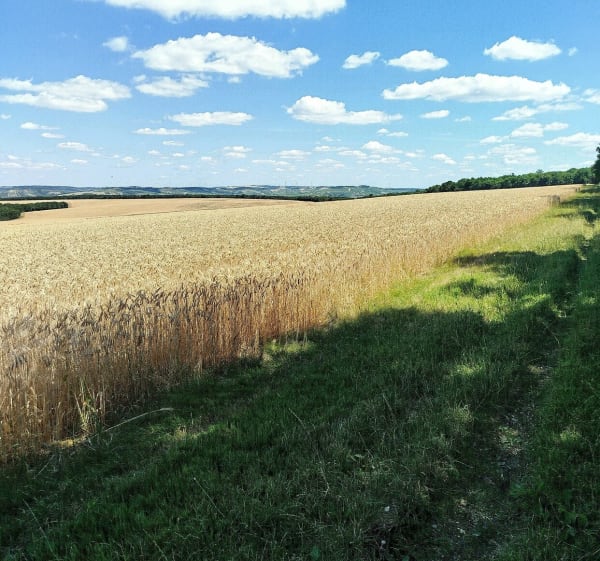 Val-de-Mercy - Vincelottes - Val-de-Mercy - 1