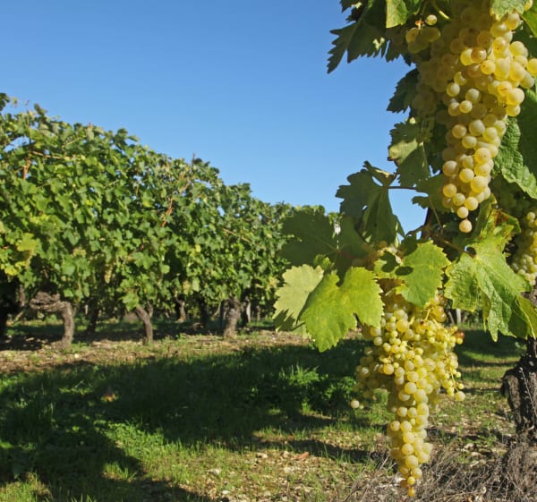 Vallée de la Charente à vélo, Cognac à Saintes (Jour 6) - Cognac - 1