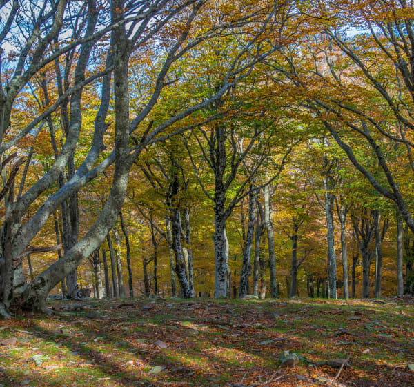 Wandel in het hart van de Lavail-kloven - Sorède - 1