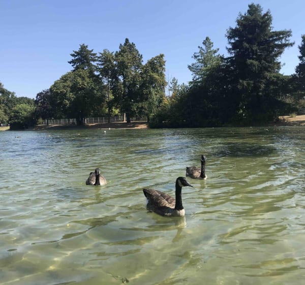 Premiers coups de pédales autour du lac supérieur - Paris XVIe - 1