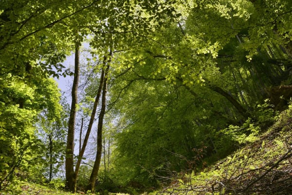 Sortie forestière avec les enfants, au milieu de la ville - Rueil-Malmaison - 1