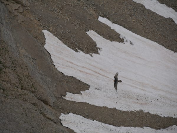 Pic de Jallouvre, sur les terres du Gypaète Barbu - Le Reposoir - 1