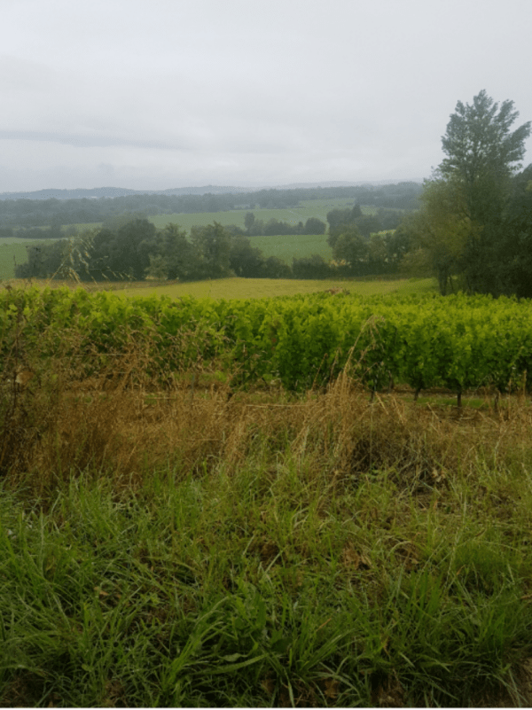 Entre vignes et ancien prieuré, vestiges de l'Adour - Saint-Mont - 1