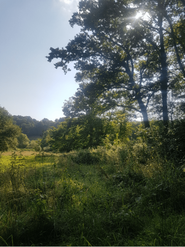 Vallée du Grand Lées en passant par Abère - Gerderest - 1
