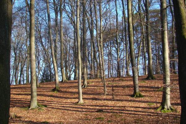 Villers-Cotterêts et partir sur les traces de François Ier - Decathlon - 1
