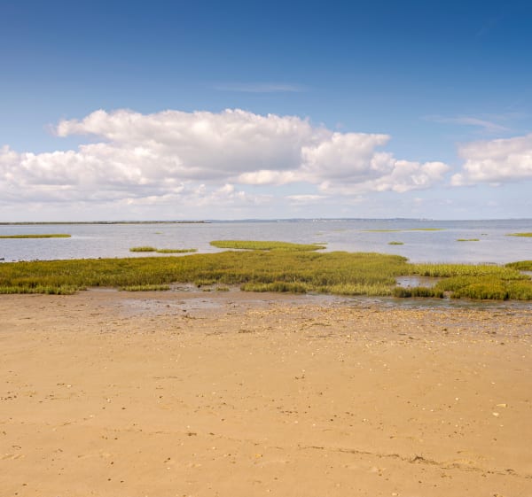 Immersion à Lanton dans les pinèdes et beauté du bassin d'Arcachon - Lanton - 1